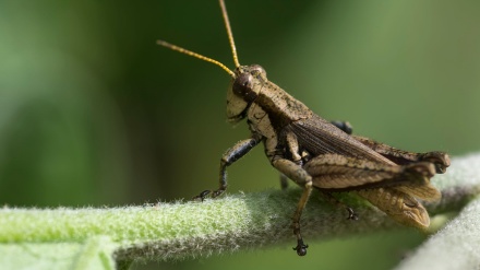 Il grillo che si finge morto per sfuggire ai pipistrelli