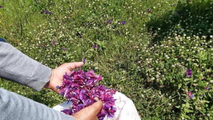 Ostoro barzə vıronədə Qozıvonə vıli çıniye