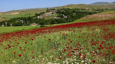 Surga Bunga di Gilan, Iran (1)