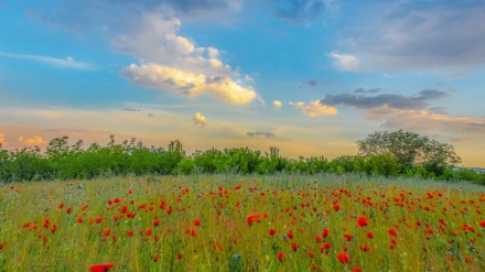 Keindahan Bunga Shaghayegh di Arak 