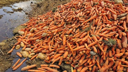 The huge problem of food waste could be twice as big as we thought