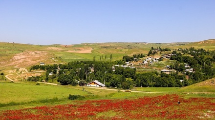 Surga Bunga di Gilan, Iran (2)