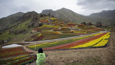 Keindahan Lereng Tulip di Iran (1)