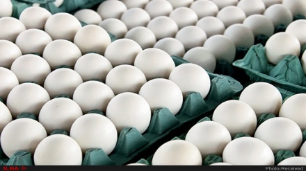 صادرات 10 هزار تُن تخم‌مرغ از ایران به کشورهای منطقه
