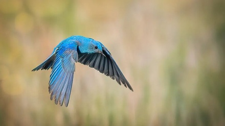 Fotografi të zgjedhura nga bota zoologjike