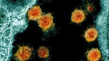 Coronavirus: primo studio su potenziale cura con anticorpo