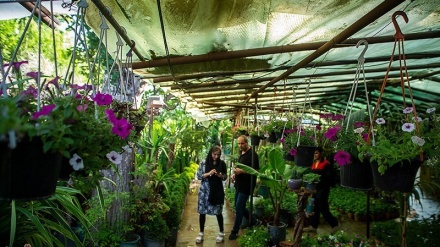 Hari Bunga dan Tanaman di Iran (1)
