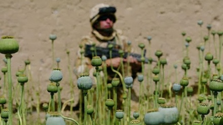 アフガンで麻薬生産量が増加　UNODC年次報告