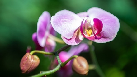 Hari Bunga dan Tanaman di Iran (2)