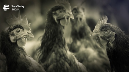 Harrojeni për koronavirusin, pandemia tjetër do të vrasë gjysmën e njerëzimit