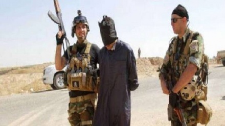 بازداشت 12 عضو داعش در سامراء
