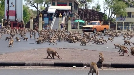 Thailandia, una città  invasa dalle scimmie