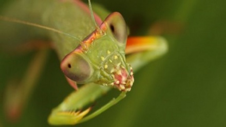 Save the insects, save the farmers, save ourselves: new global report calls for end of industrial agriculture