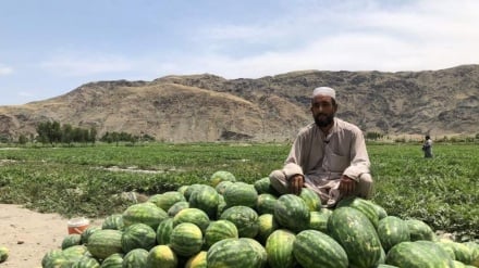 د افغانستان په ننګرهار ولایت کی د تیر کال په پرتله د هندواڼو حاصلات لس سلنه زیات شویدي