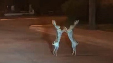 (VIDEO) Incontro di boxe tra conigli!