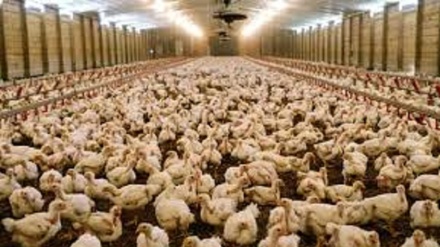 پاکستان صادرات مرغ به افغانستان را آزاد کرد