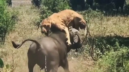 (VIDEO) Leonessa contro buffalo