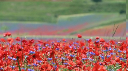 Lo spettacolo della natura