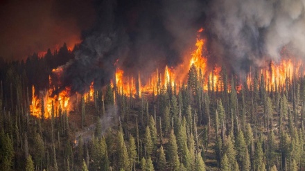 'Warning sign of major proportions': Number of Siberian forest fires increase fivefold in week since record high temperature