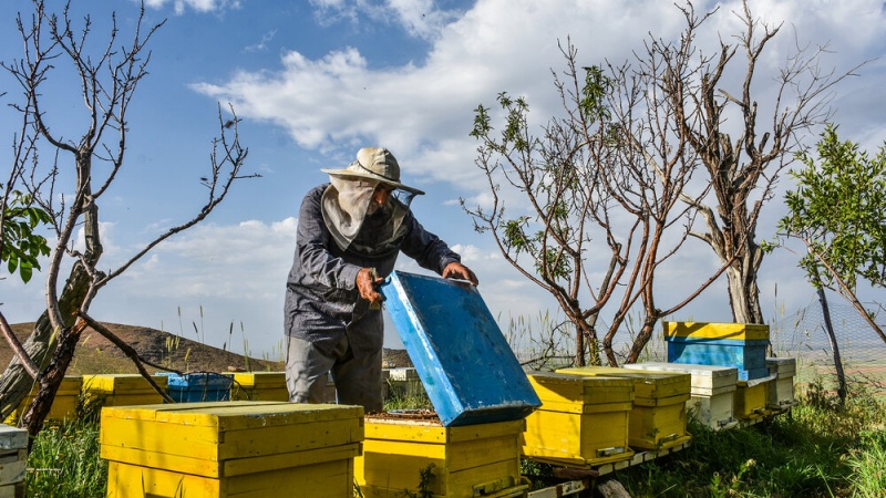 تولید حدود ۵۰۰ تن عسل در ولایت ننگرهار در سال جاری