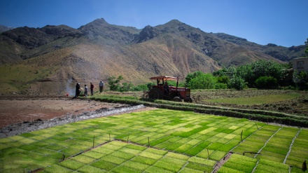 Musim Tanam Padi di Rudbar-e Alamut
