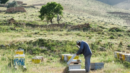 Gilonədə anqivini istehsoli ziyod bıey