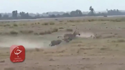 (VIDEO) Interessante cammuffamento dei leoni durante caccia a zebra