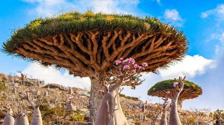 UEA Bangun Pemukiman Zionis di Pulau Socotra Yaman