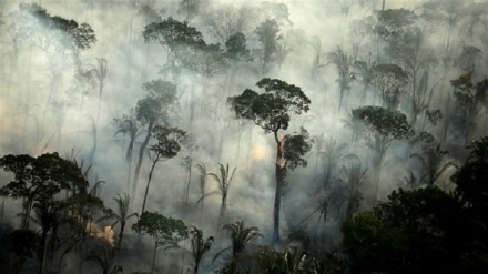  Deforestation in Brazil’s Amazon rose 10.7% percent in June: Agency 