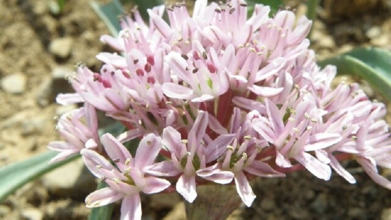Allium schisticola