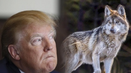 Elecciones en Estados Unidos: Atento al Lobo