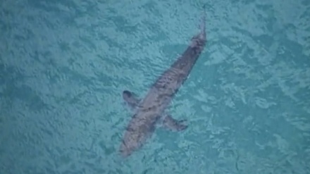 米メーン州で遊泳中の女性が負傷して死亡、サメ襲撃か　