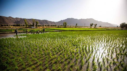 Mentan RI: Perlu Terobosan Hadapi Ancaman Krisis Pangan Global