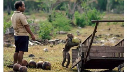 Thailandia, scimmie costrette come schiave a raccogliere noci di cocco