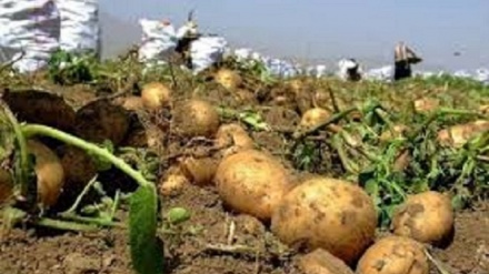Эрон Ўзбекистонга 5 минг тонна картошка экспорт қилди 