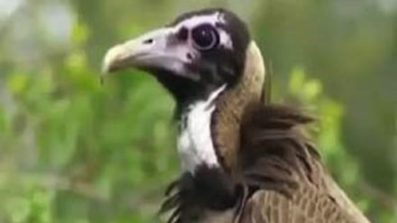 (VIDEO) Un carnivoro è stato cacciato da un coccodrillo 