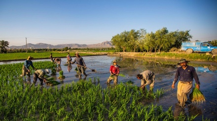 Penanaman Padi Secara Tradisional di Isfahan (2)