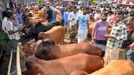 রাজধানীর বাইরে পশুর হাট বসানোর সিদ্ধান্ত নিয়েছে স্বাস্থ্য মন্ত্রণালয় 