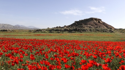 Surga Bunga di Arasbaran, Iran (1)