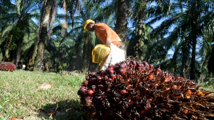 Kampanyekan Anti-Sawit, Malaysia Gugat Uni Eropa ke WTO