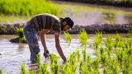 Penanaman Padi Secara Tradisional di Isfahan (1)