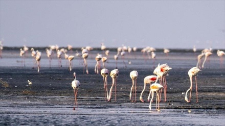 Fotos: Miles de flamencos regresan tras cinco años al lago Urmía en Irán