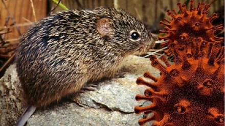 中国发现3个鼠疫疫点