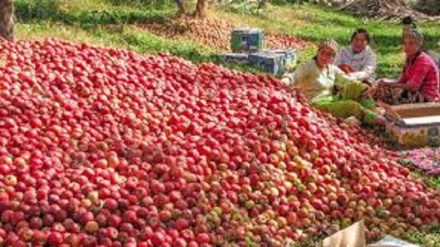 بررسی صادرات میوه از تاجیکستان به فرانسه