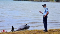 モーリシャスの海岸で、重油流出が原因でイルカが打ち上げられる
