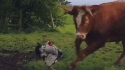 حمله خروس دیوانه به گاوها! 