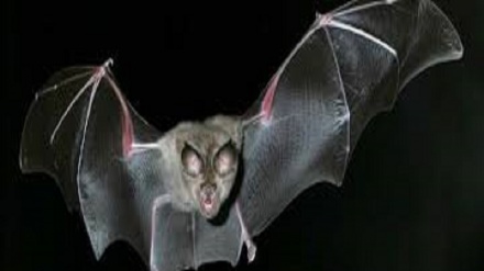 Portogallo: scoperta una nuova specie di pipistrelli