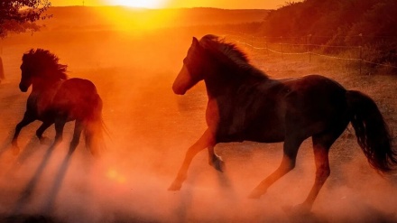 Fotografi të zgjedhura nga bota zoologjike