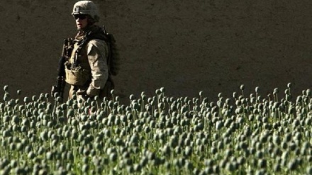 アフガニスタン、世界最大の麻薬生産国　