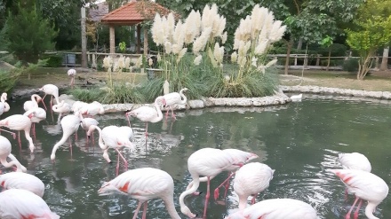 Fotos: Jardín de las aves en Isfahán